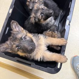 German Shepherd Puppies from Jessica Pardo