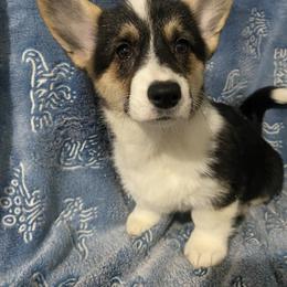Dotty - White and black female Pembroke Welsh Corgi puppy in Beulaville, North Carolina from Windy Acres Pembroke Welsh