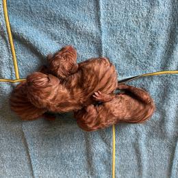 Girl-1 - Golden rust female Vizsla puppy in Albany, Texas from Big Country Kennels