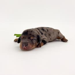 Ash - Dapple male Dachshund puppy in Waddell, Arizona from Neu Doxies