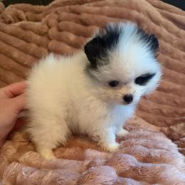 Lily - Black parti female Pomeranian puppy in Waterloo, Indiana from Garcias Pomeranian