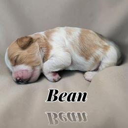 Bean - Red merle male Aussiedoodle puppy in Lebanon, Oregon from Abbott Family Farm