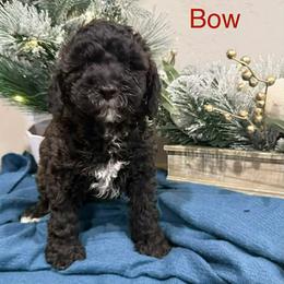 Now - Black male Poodle puppy in Salt Lake City, Utah from Premier Paws