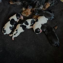 Tri girl 2 - Tri-color female Cavalier King Charles Spaniel puppy in Phoenix, Arizona from Larisa's Cavaliers