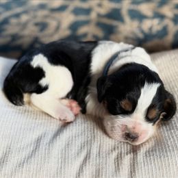 Rex - Black white and tan male English Springer Spaniel puppy in Hillsboro, Virginia from Hillsboro Springers