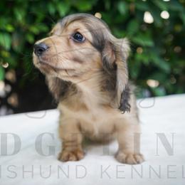 Henry - Cream male Dachshund puppy in Temecula, California from Naomi Magee's Dachshund Kennel