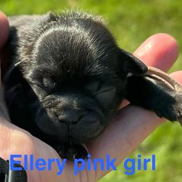 Ellery - Black female Shih Tzu puppy in Bloomfield, Indiana from Meihem Pups