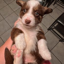 Mickey - Liver and white male Cardigan Welsh Corgi puppy in Maidsville, West Virginia from L&B Lowriders