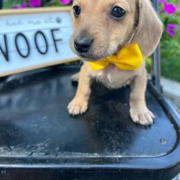 Shaded cream - Cream male Dachshund puppy in Payette, Idaho from NT Mini Doxies
