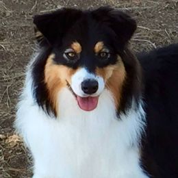 Australian Shepherd All Grown Up from Settlers Australian Shepherds