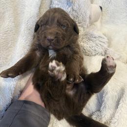Koa - Brown male Newfoundland puppy in Brandenburg, Kentucky from Bluegrass River Newfoundlands