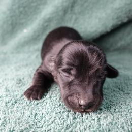Donkey - Black male Dachshund puppy in Kilgore, Texas from The Barefield Doxies