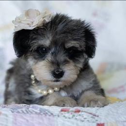 Bernedoodle and Schnoodle Puppies from Grand Lake Poodles & Doodles