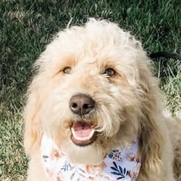 Ruby - Goldendoodle