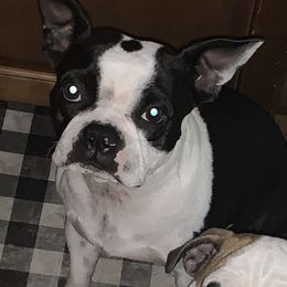 B - Boston Terrier