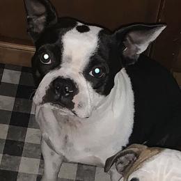 B - Boston Terrier