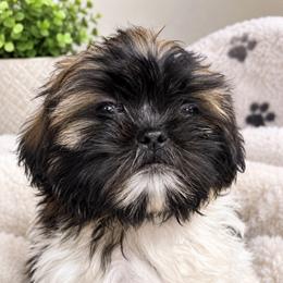 Pluto - Silver gold and white male Shih Tzu puppy in Monrovia, California from Sunrise Shihtzu Blossom
