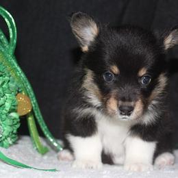 Cali - Black and tan female Pembroke Welsh Corgi puppy in Washington from Castle View Royal Rumps