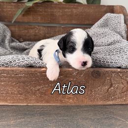 Atlas - Black Havapoo puppy in South Jordan, Utah from Meadowlark Doodles