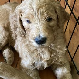 Goldendoodle Puppies from Honeydoodles
