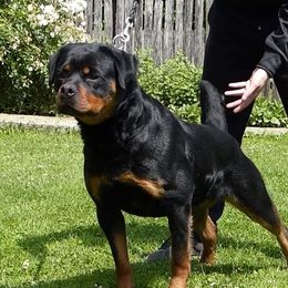 Rea - Rottweiler