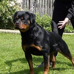 Rea - Rottweiler