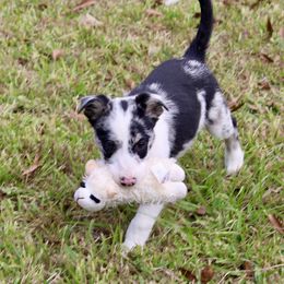 Chief - White and blue merle male Border Collie puppy in Kountze, Texas from Bridges Border Collies