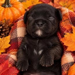 Boy 1 - Black and white male Cavalier King Charles Spaniel puppy in Melbourne, Florida from Majestic Cavaliers of Melbourne FL