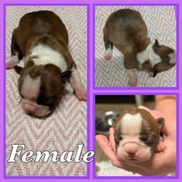 Fawn Female - Fawn female Boston Terrier puppy in Mc Donough, Georgia from Ballard Boston Terriers
