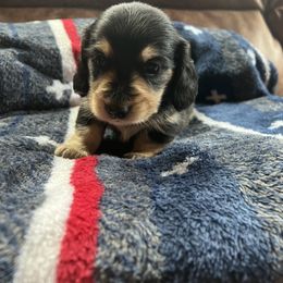 Dachshund Puppies from Wet Mountain Weenie Dogs