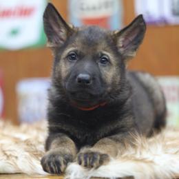 Uruz - Sable male German Shepherd puppy in Philippi, West Virginia from Vom Haus Highlands