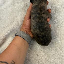 Goliath - Brindle male Mastiff puppy in Layton, Utah from 2A Mastifs