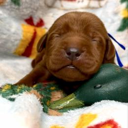 Blitzen - Yellow male Labrador Retriever puppy in Grants Pass, Oregon from KnR Antler Dogs
