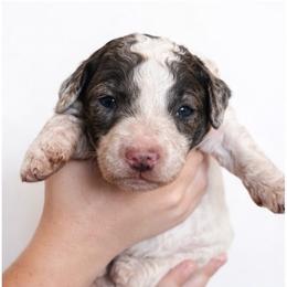 Meg - Parti female Goldendoodle puppy in Cocoa, Florida from The Coastal Homestead