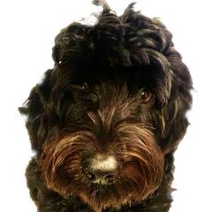 Shadow - Australian Cobberdog