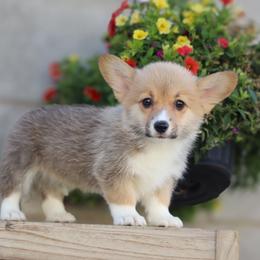 Jessie - Red female Pembroke Welsh Corgi puppy in Caliente, California from Rafter Cross 7