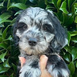 Cash - Merle male Goldendoodle puppy in Enumclaw, Washington from Owen-a-Doodle