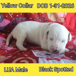 LUA BLACK SPOT BOY - White and black male Dalmatian puppy in Perry, Michigan from Mid-Michigan Dalmatians