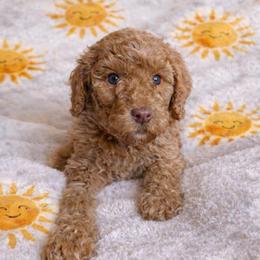 Florida - Red female Aussiedoodle puppy in High Point, North Carolina from Kingsfield Doodles