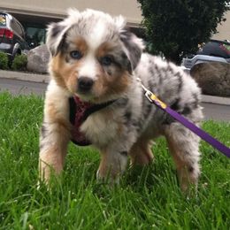 Australian Shepherd Puppies from Crystal Peak Australian Shepherds