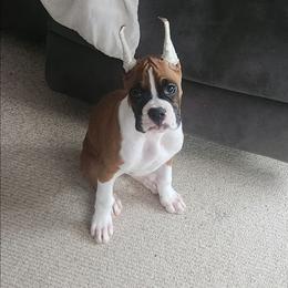 Sassy- show female - Fawn female Boxer puppy in Toledo, Ohio from Julie Wilmore Olympic Boxers