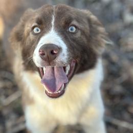 Casino - Border Collie