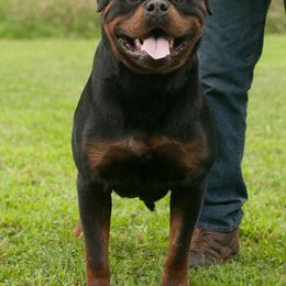 Don - Rottweiler