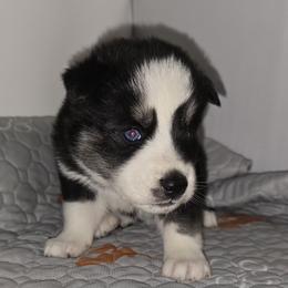 Spot - Black and white male Siberian Husky puppy in Kansas City, Missouri from Anuun's Huskies