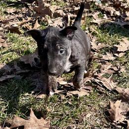 Fern - Black brindle and white female Bull Terrier puppy in Springfield, Ohio from Lynn Hill Bull Terriers