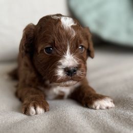 Dodger - Red male Cavapoo puppy in Beckley, West Virginia from By Design Doodles