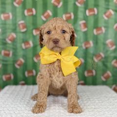 Flag - Yellow collar - Apricot female Goldendoodle puppy in The Woodlands, Texas from Golden Fields Doodles