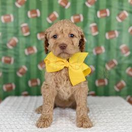 Flag - Yellow collar - Apricot female Goldendoodle puppy in The Woodlands, Texas from Golden Fields Doodles