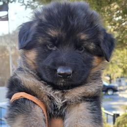 German Shepherd Puppies from Hamza Chaudhary