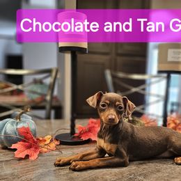 Chocolate and Tan Girl - Miniature Pinscher puppy from CNY Miniature Pinschers